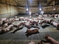 경기도, 설 명절 전 파주 양돈농가 아프리카돼지열병(ASF) 정밀검사 후 출하로 물가안정 도모