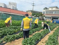 파주 월롱면 실버경찰대, 고구마 재배로 사랑을 심고