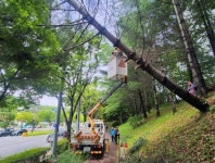 순천시, 한전과의 협업으로 신속한 가로수 정비 순천시, 한전과의 협업으로 신속한 가로수 정비