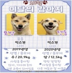 유기견 새 가족 찾기, 수원시 팔달구 10월 이달의 강아지