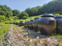 김천시시설관리공단, 친환경생태공원 봄꽃 향연