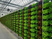 아산시, 국내 최초 수직형 스마트팜 온실서 여름 쌈채소 재배 성공