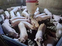 제주, 가축전염병 청정지역 그랜드 슬램 도전