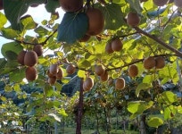 순천시 지역 대표 농산물 참다래 본격 출하 순천시 지역 대표 농산물 참다래 본격 출하