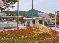 공주시, 도심 곳곳 봄꽃 식재로 봄 정취 확산