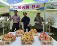 제21회 순천명품 월등복숭아 체험행사 성황리에 마쳐
