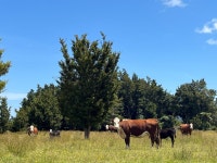 State Highway 6, Fox Glacier, Westland, West Coast  State Highway 6, Fox Glacier, Westland, West Coast