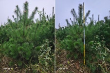 소나무 준공수 판매합니다. : 트리디비