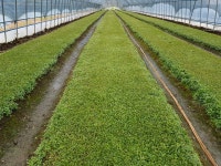 산철씨앗팝니다 : 트리디비