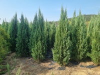 블루엔젤 판매합니다(충남 서산 방죽농원) : 트리디비