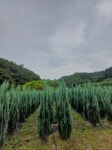 AAA급 블루엔젤 싸게 팝니다!! : 트리디비