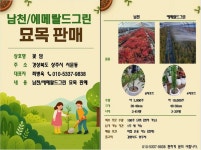 에메랄드그린, 남천 판매합니다. : 트리디비