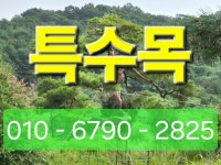 [전남 최고] 특수목 합리적인 가격으로 팝니다 : 트리디비