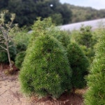 오엽송,단간마가목,구상나무,전나무,조형소나무,단풍나무,서양측백,측백나무,에메랄드그린,블루엔젤,블루아이스,화백,금송,스잣판매 : 트리디비