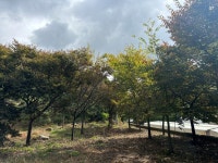 느티나무,은행나무,중국단풍,단풍,화살나무 각종 조경수 판매합니다. : 트리디비