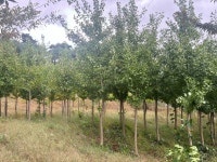 느티나무,은행나무,중국단풍,단풍,화살나무 각종 조경수 판매합니다. : 트리디비