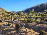 세일경영.조경컨설팅 | 세일농원 조경수팝니다 : 트리디비