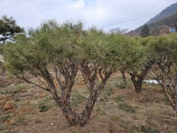 20년생 반송 적송 판매합니다 : 트리디비 20년생 반송  적송  판매합니다   : 트리디비