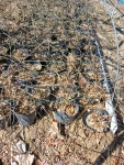[ 목화농원 ]1년 포트 조경수 묘목 판매합니다. 품목 다양합니다. : 트리디비 [ 목화농원 ]1년 포트 조경수 묘목 판매합니다.  품목 다양합니다.... 