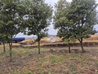 가시나무 R8~15점 : 트리디비 가시나무 R8~15점  : 트리디비