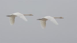 테마 - 2