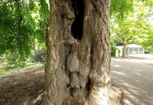 식물원 - 은행나무 줄기