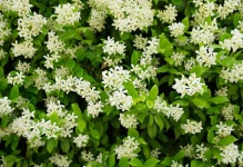 식물원 - 형태 3