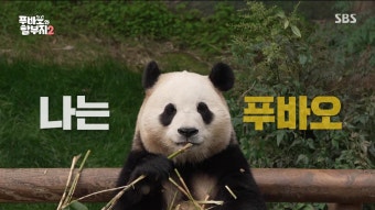 푸바오와 할부지 시즌2 - 네이버 시리즈온