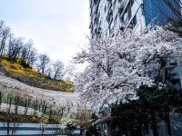 독립문삼호 사진 2