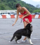 테라(TERA) 인벤 : 고양이 보단 개가 좋다는 증거! - 테라 인벤 사제 게시판 고양이 보단 개가 좋다는 증거!