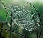 테라(TERA) 인벤 : 거미줄 거미줄 - 테라 인벤 아룬의영광 서버 게시판 거미줄 거미줄