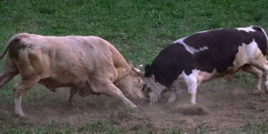 Bull wrestling