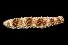 Holothuria