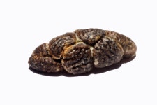 Cardamom