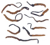Ophiocordyceps sinensis