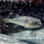 Takifugu