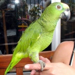 papegaai