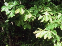 Quercus mongolica