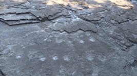 고성 덕명리 공룡과 새발자국 화석산지