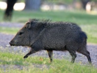 Collared peccary