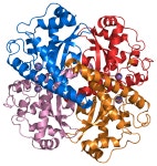 Metalloprotein