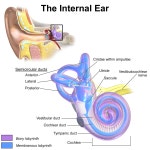 Utricle (ear)