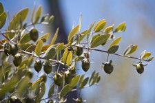 Jojoba oil