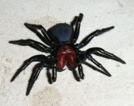Actinopodidae
