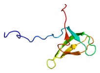 Lamin B receptor