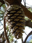 Pinus devoniana