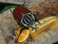 Goliathus goliatus