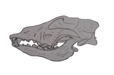 Paleolithic dog