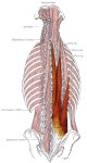Erector spinae muscles