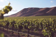 Santa Barbara County wine